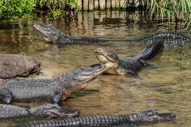 St. Augustine Alligator Farm Zoological Park