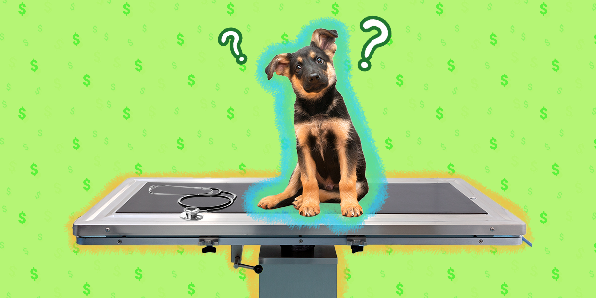 Is Pet Insurance Worth It? DodoWell The Dodo