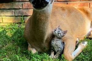 Tiny Kitten Befriends The Wild Deer Who Visit Her Yard