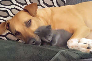 Four Stray Kittens Found In a Garbage Dump Have The Perfect Dog Mom Now