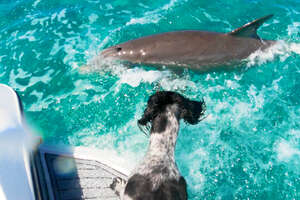 Wild Dolphin Loves Playing Tag With His Favorite Dog