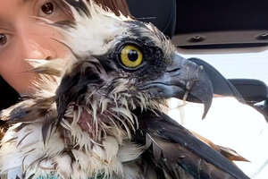 People Rescue A Mama Osprey After She Gets Attacked By A Bald Eagle Trying To Protect Her Babies