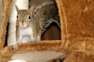Family Realizes Their Rescue Squirrel Is Having Babies