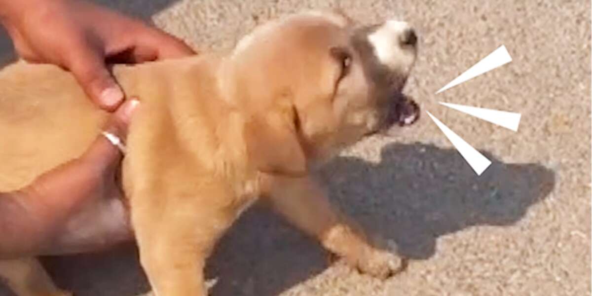 Mama Dog Asks Rescuers To Help Her Injured Puppy - Videos - The Dodo