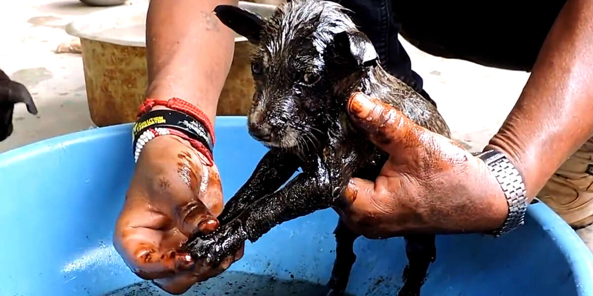 Three Puppy Siblings Get Completely Stuck In Tar Videos The Dodo