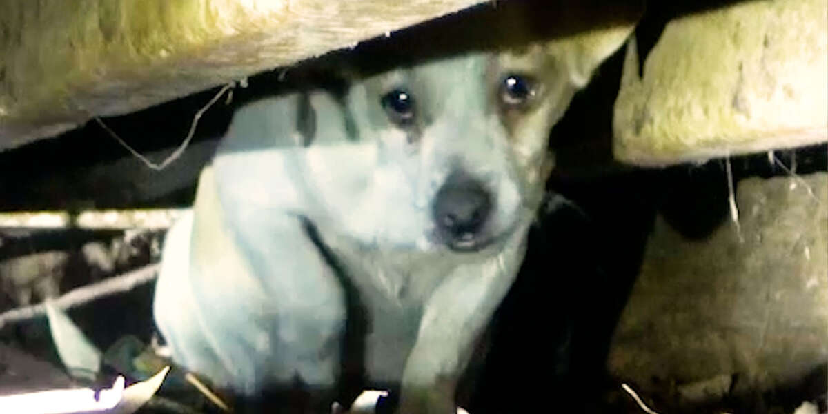 Rescuers Thought Stray Dog Was Hiding Her Puppies - Videos - The Dodo