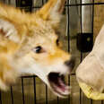 Injured Coyote Is So Sick He Can't Move...But Then He Tries To Bite His Rescuers When He Starts To Feel Better