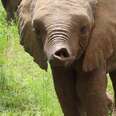 Orphaned Baby Elephant Gets A Big New Family