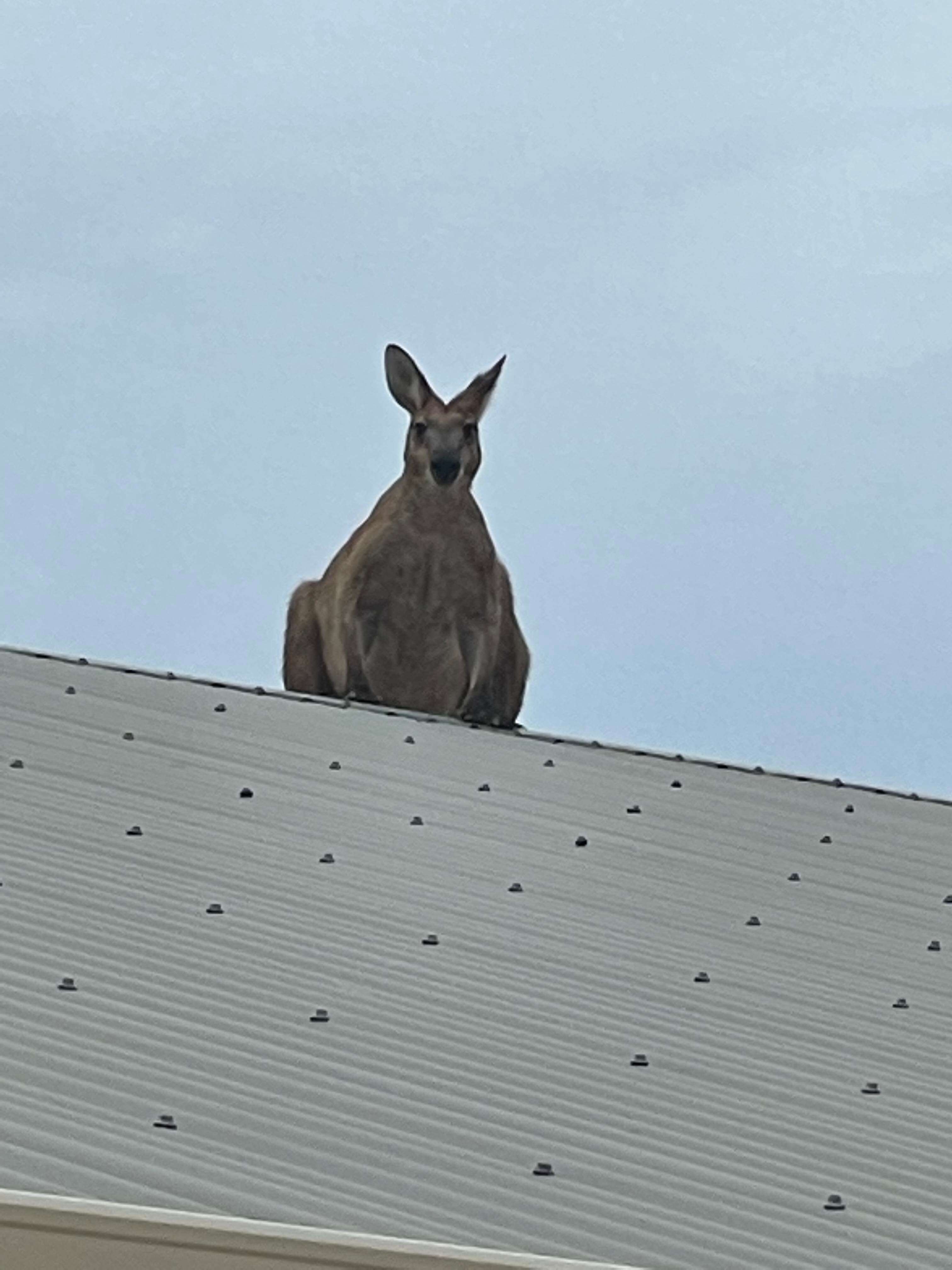 kangaroo on roof