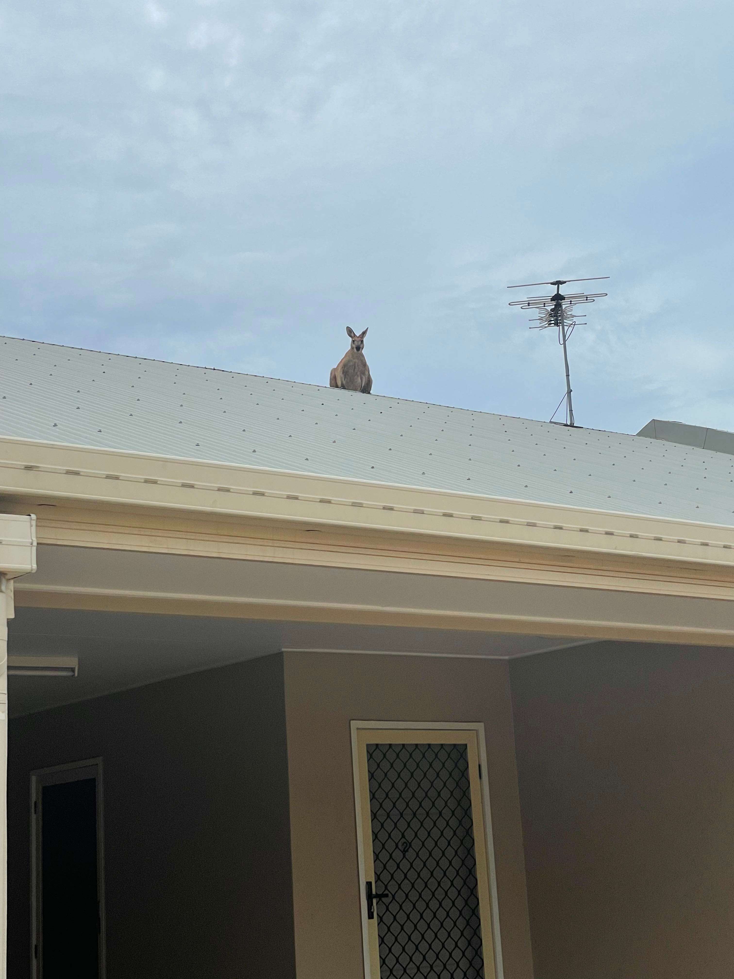 kangaroo on roof