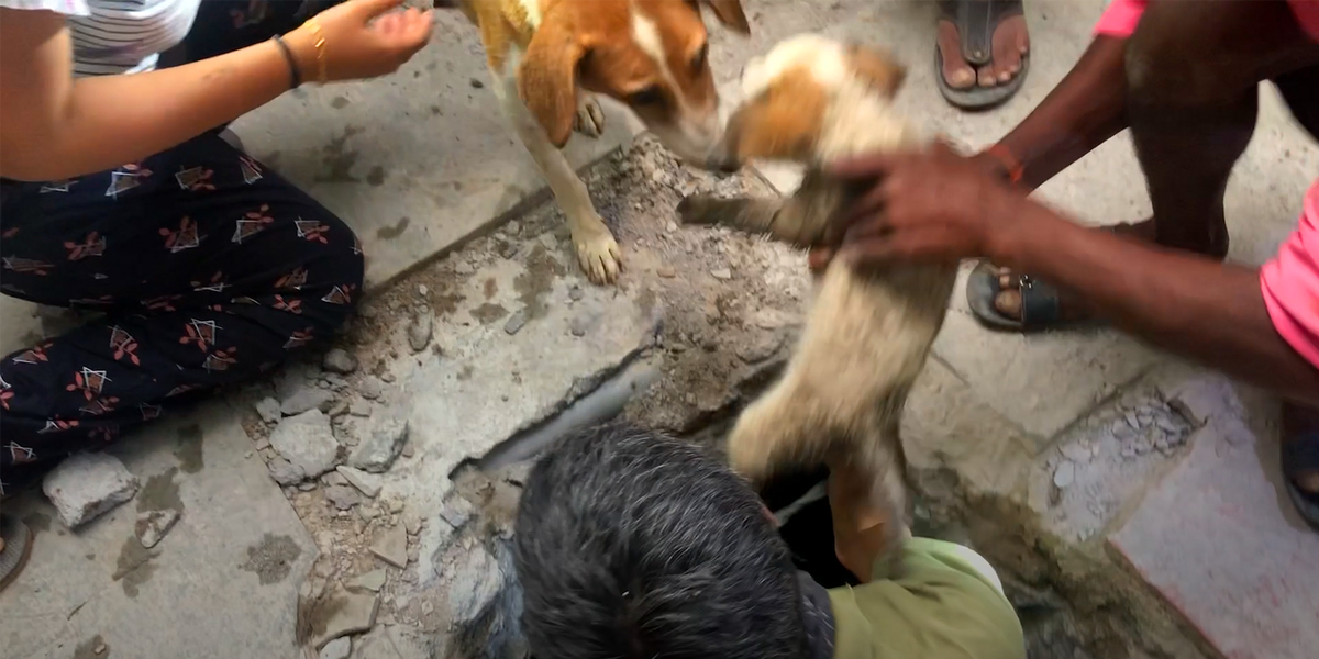 Worried Mama Dog Helps Rescue Her Puppies From A Sewer - Videos - The Dodo