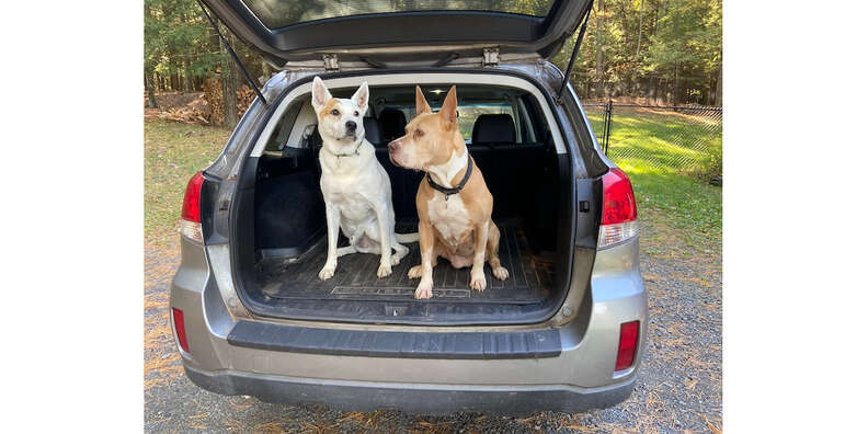 dogs and subaru