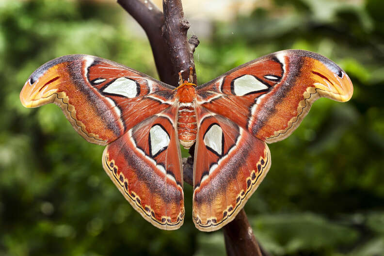 Largest Moth In The World Wears The Most Terrifying Camouflage - The Dodo