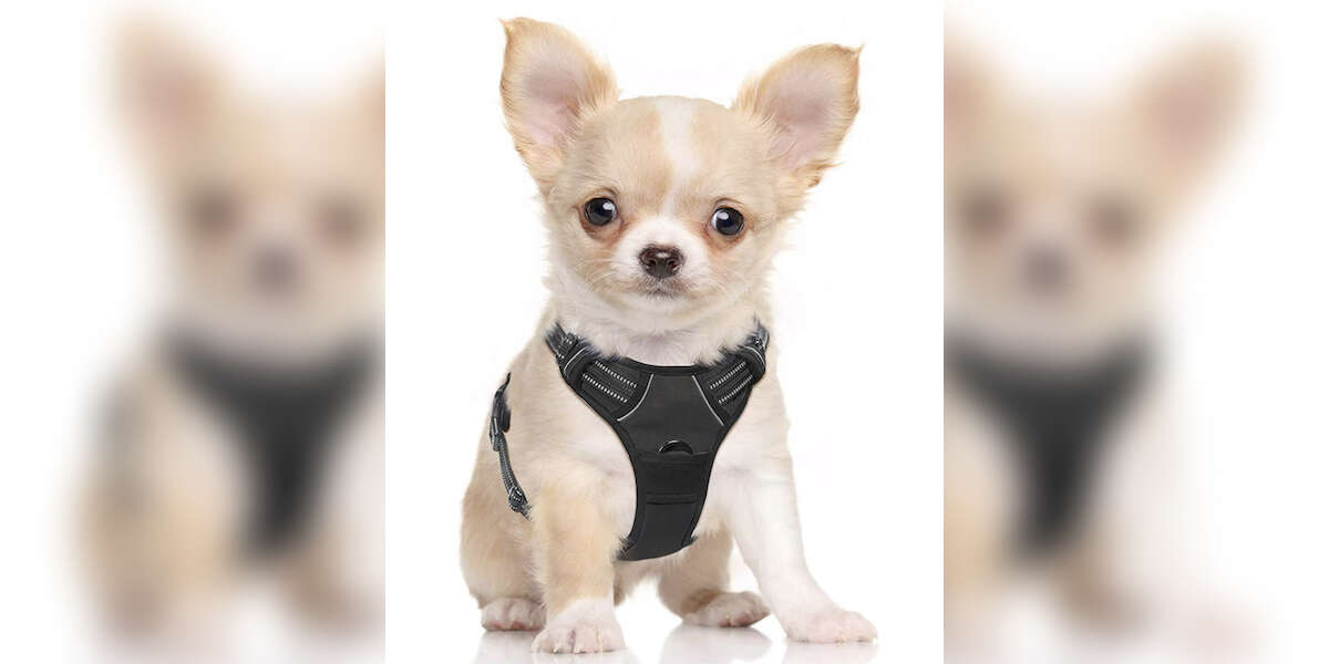 7 Best Puppy Harnesses On Amazon DodoWell The Dodo