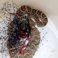 Guy Risks His Life To Save A Tangled Rattlesnake