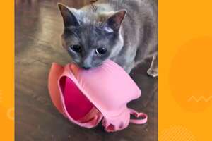 Cat's Favorite Things In The World Are Bras - Videos - The Dodo