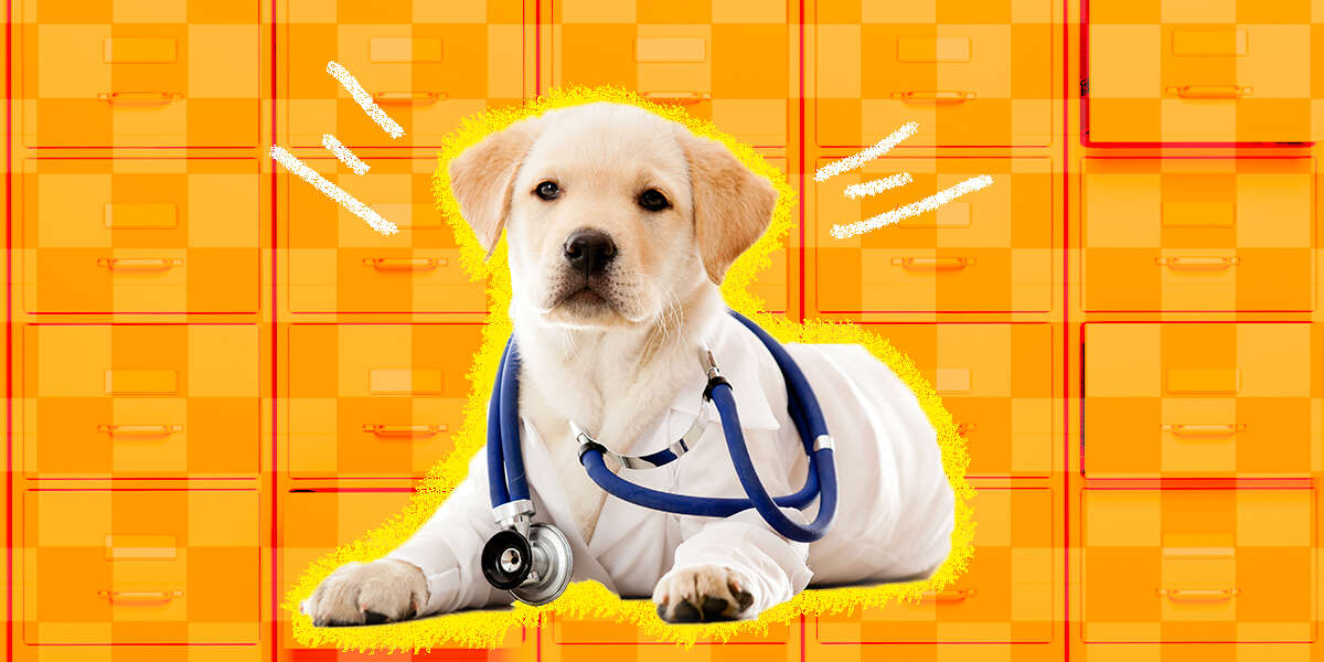 How And When To Get Pet Insurance Types, Costs And What To Look For