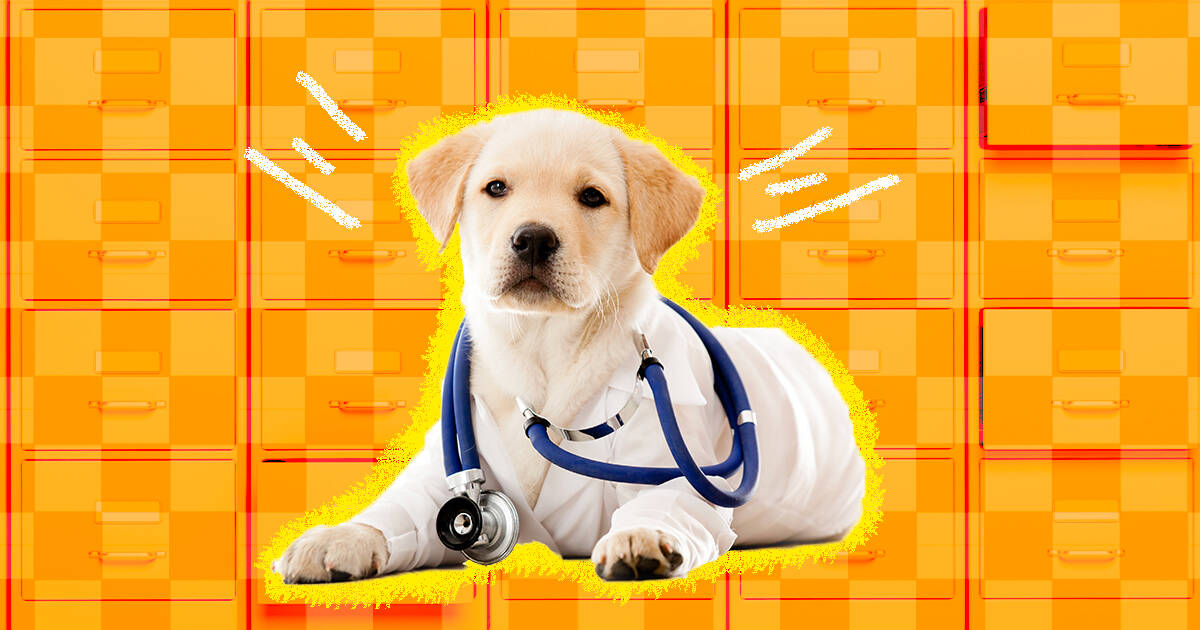 how much is pet insurance for a labrador puppy