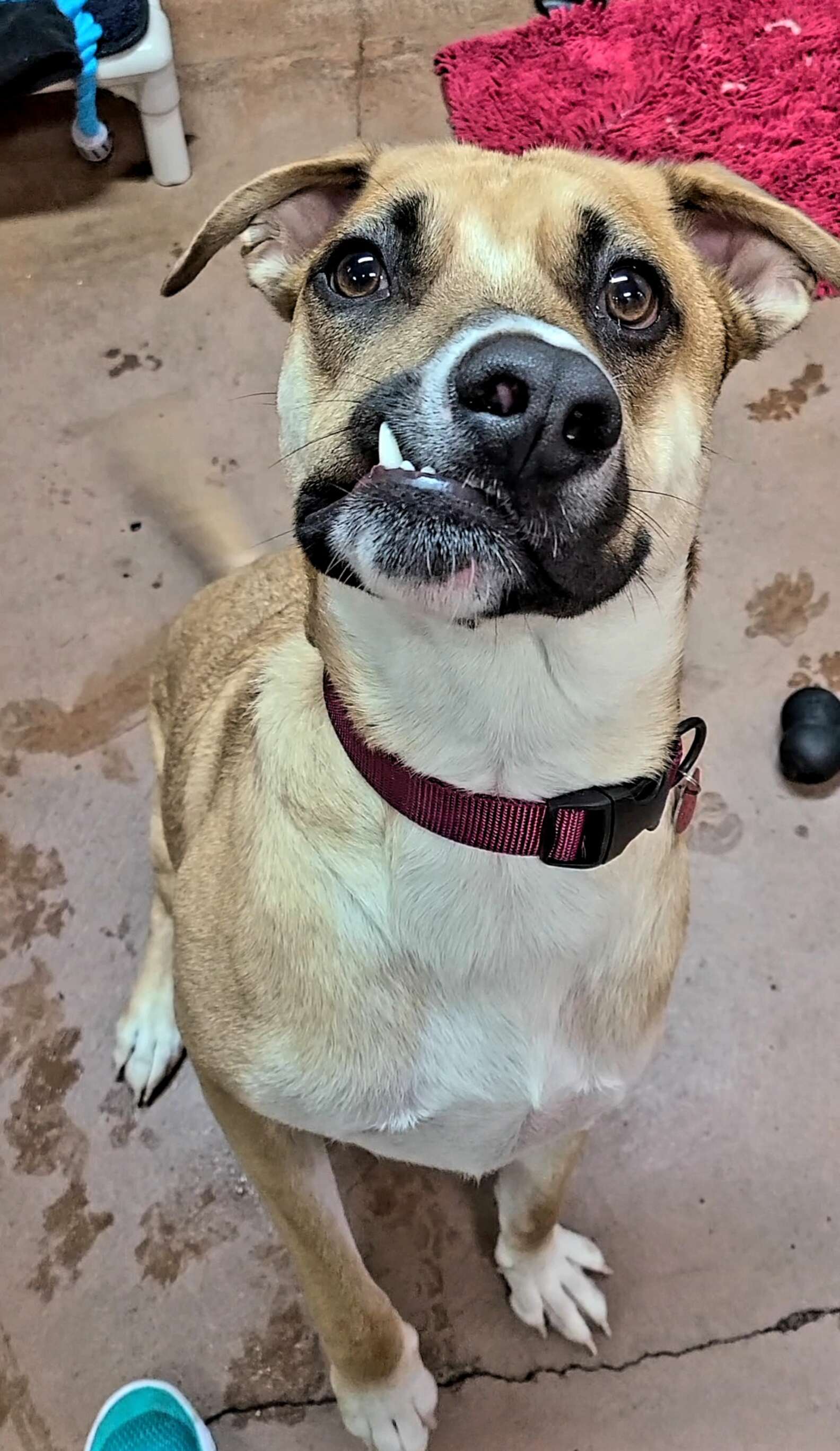 Dog With Crooked Smile Is Just Looking For Someone To Love - The Dodo