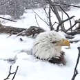 Mother Eagle Sits On Her Eggs During Huge Storm To Keep Them Safe