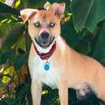 Woman Writes Hilariously Honest Adoption Post For Her Wild Foster Dog