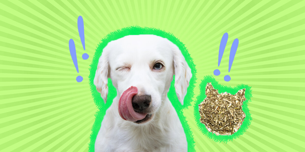 Do Dogs Need Vitamins? Here's What A Vet Thinks - DodoWell - The Dodo