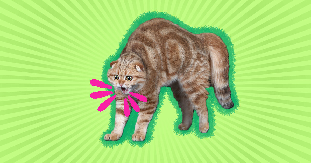 Why Do Cats Hiss? - DodoWell - The Dodo