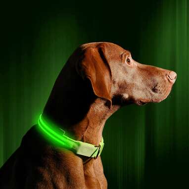 Best led outlet dog leash