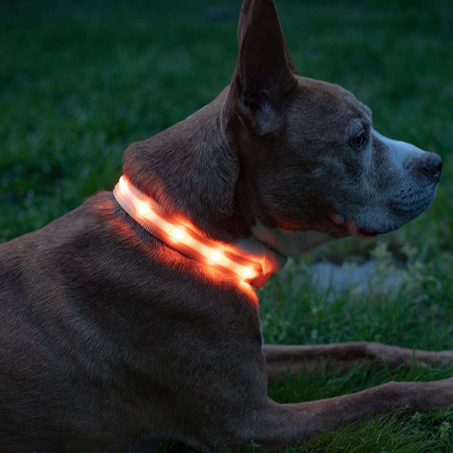 Blazin safety led dog collar online