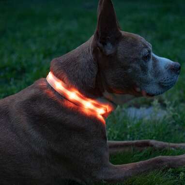 7 Best Light Up Dog Collars On Amazon DodoWell The Dodo