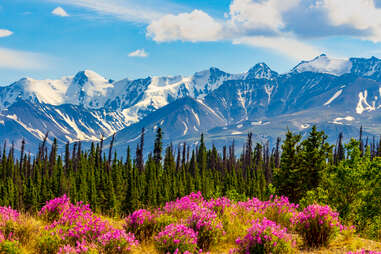mountains surrounded by pine trees and wildflowers