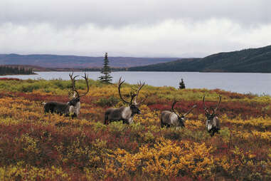 four caribou bulls (Rangifer tarandus) in foliage beside lake in autumn