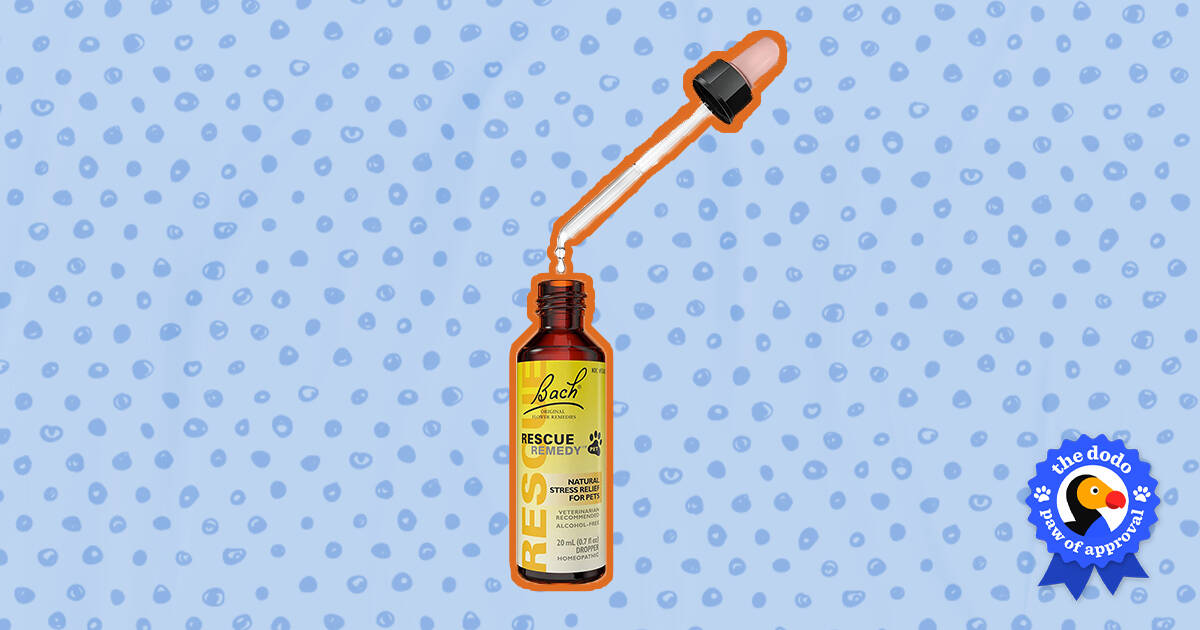 Bach rescue remedy cheap pet drops