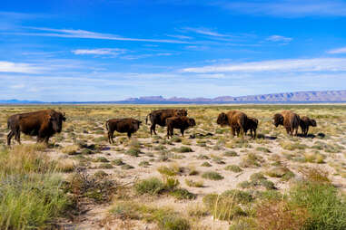 a herd of buffalo standing in a field