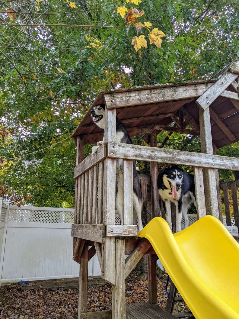 dogs on swing set