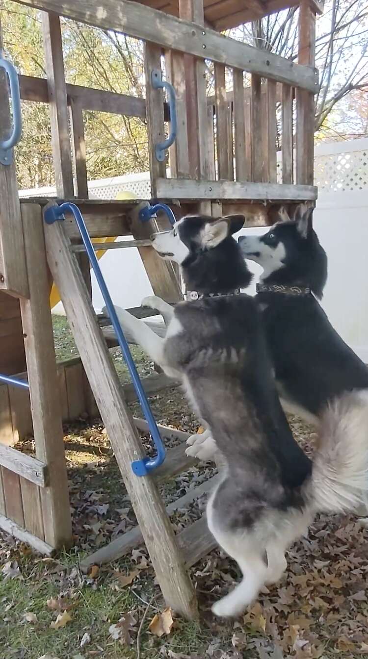 dogs climb on swing set