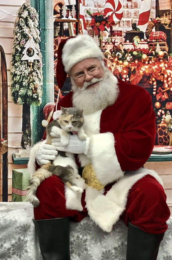 Grumpy Cat Meets Santa And Completely Falls In Love - The Dodo