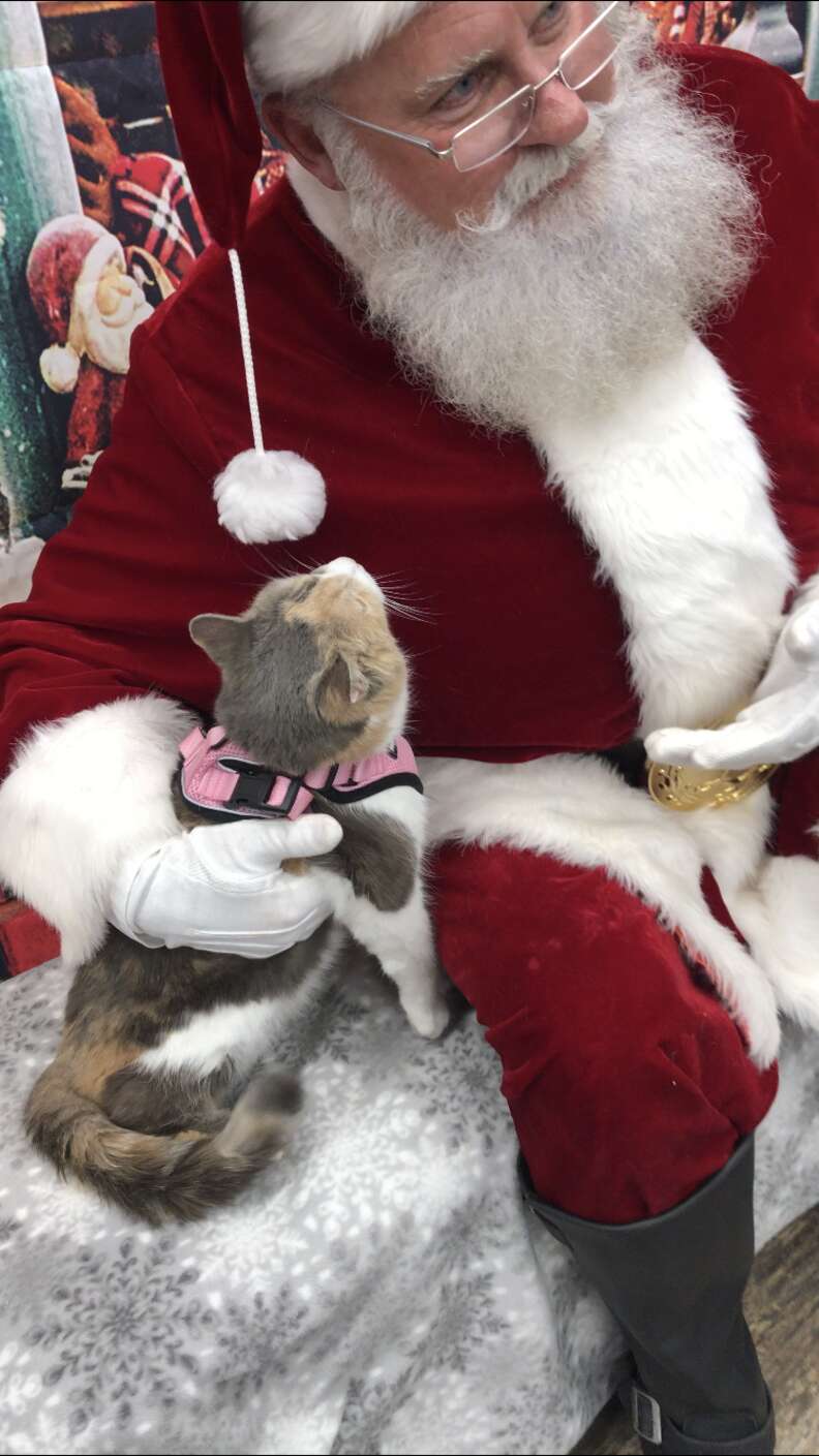 Santa with outlet cats