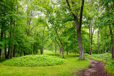 a path leading past a sacred mound in the woods