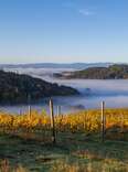 a misty vineyard