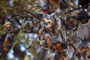 Bat Conservation International austin
