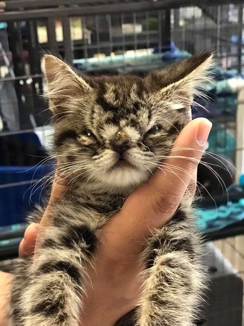 Kitten with facial abnormality