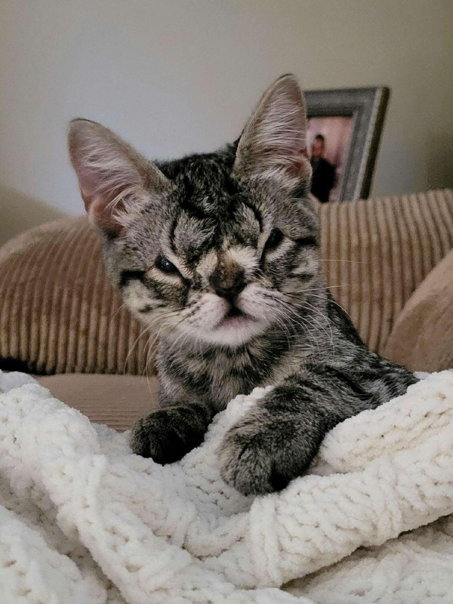 No One Wants To Adopt This Adorable Kitten With Unusual Squishy Face