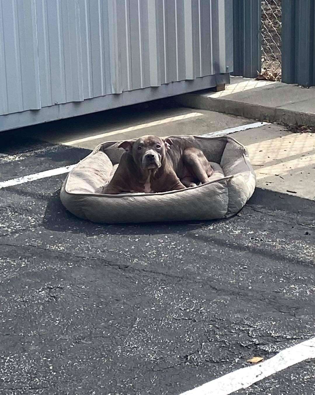 Dog abandoned in parking lot with her bed