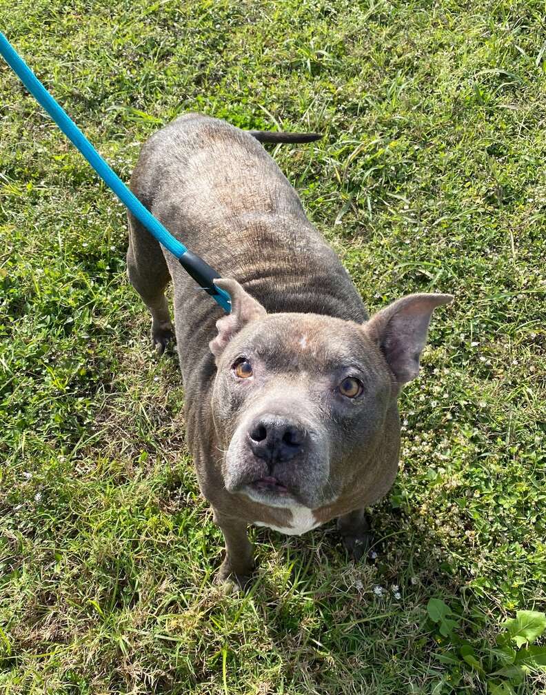 Pit bull abandoned with her dog bed