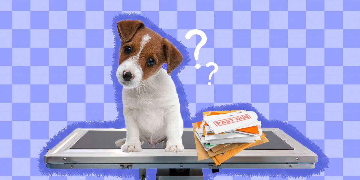 Need Help Paying Your Vet Bills? Try These Options DodoWell The Dodo