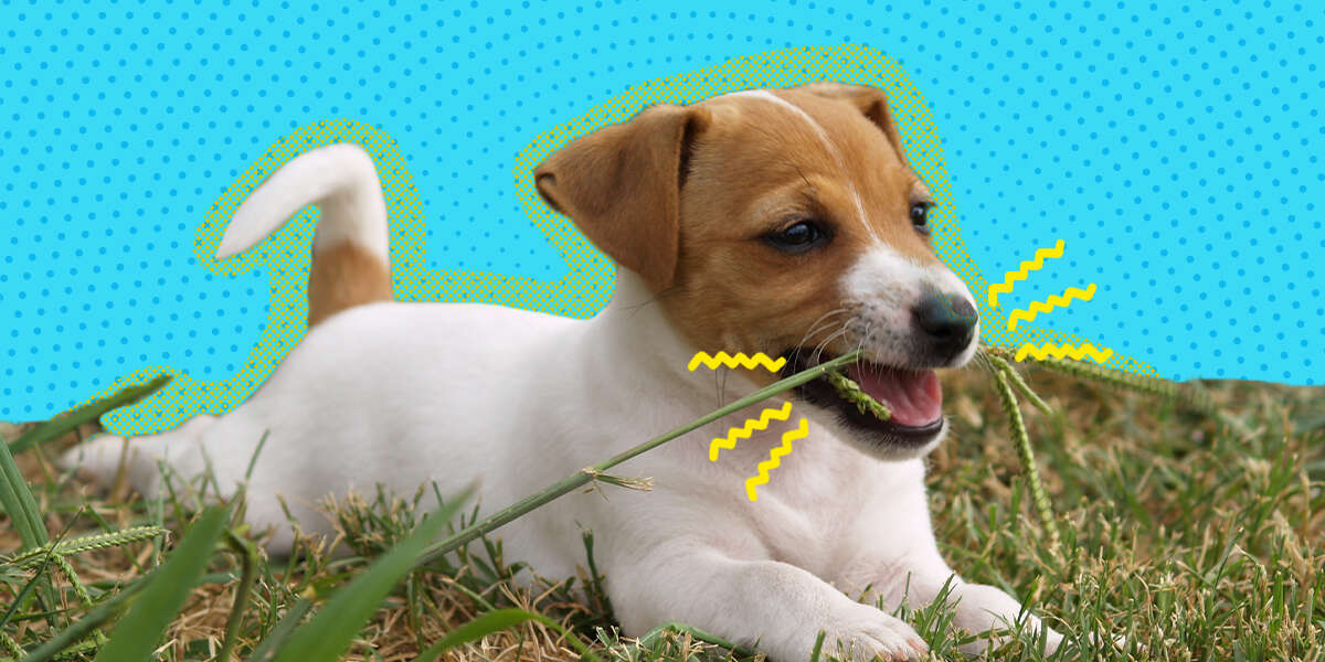 Why Do Dogs Eat Grass? A Vet Explains This Behavior DodoWell The Dodo