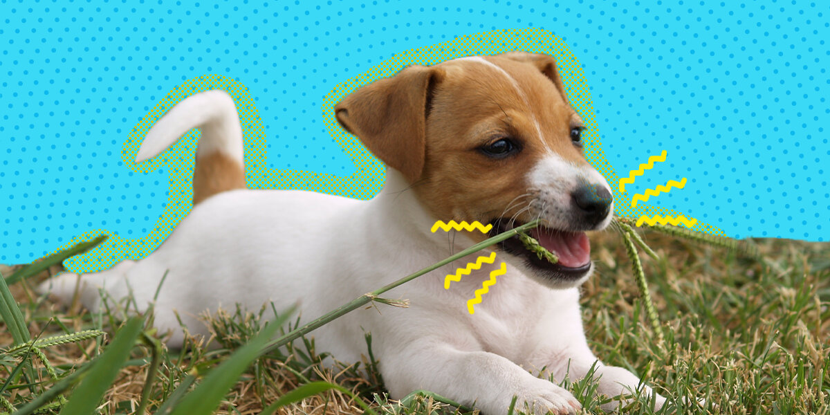 Why Do Dogs Eat Grass? A Vet Explains This Behavior - DodoWell - The Dodo