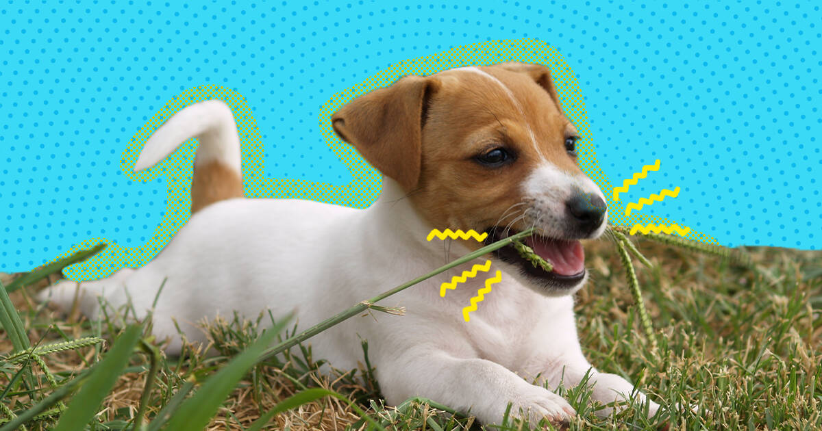 Dog obsessed with eating hot sale grass