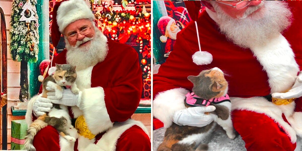 Grumpy Dodo Grumpy Cat Meets Santa And Completely Falls In Love - The Dodo